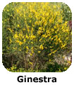 Ginestra